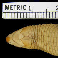 Image of Brazilian Worm Lizard