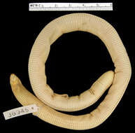 Image of Brazilian Worm Lizard