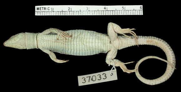 Image of Podarcis erhardii amorgensis (Werner 1933)