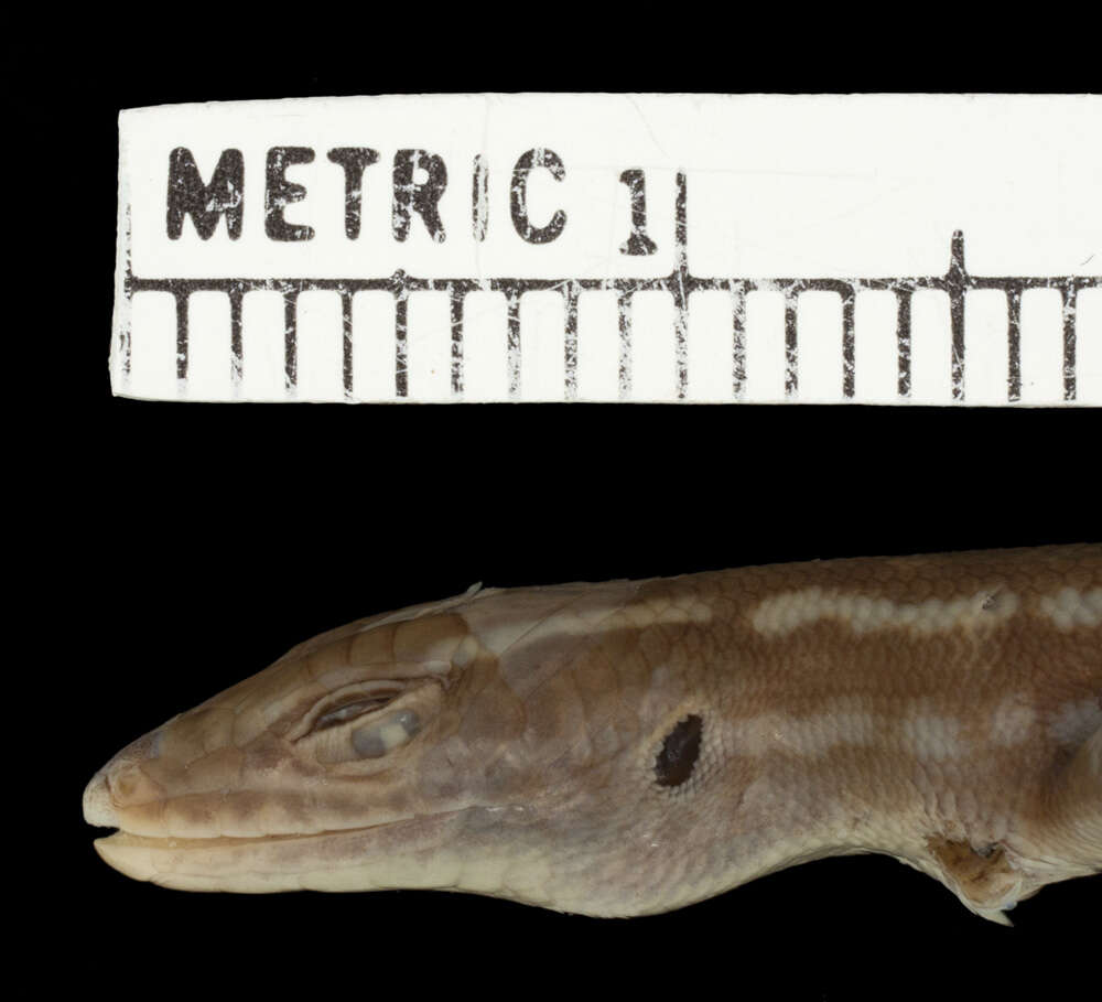 Sivun Liburnascincus coensis (Mitchell 1953) kuva