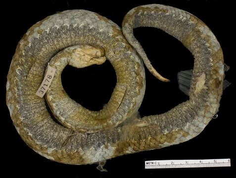 Image of Vipera ammodytes ammodytes (Linnaeus 1758)