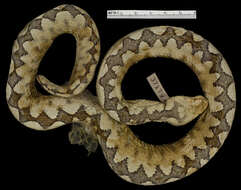 Image of Vipera ammodytes ammodytes (Linnaeus 1758)