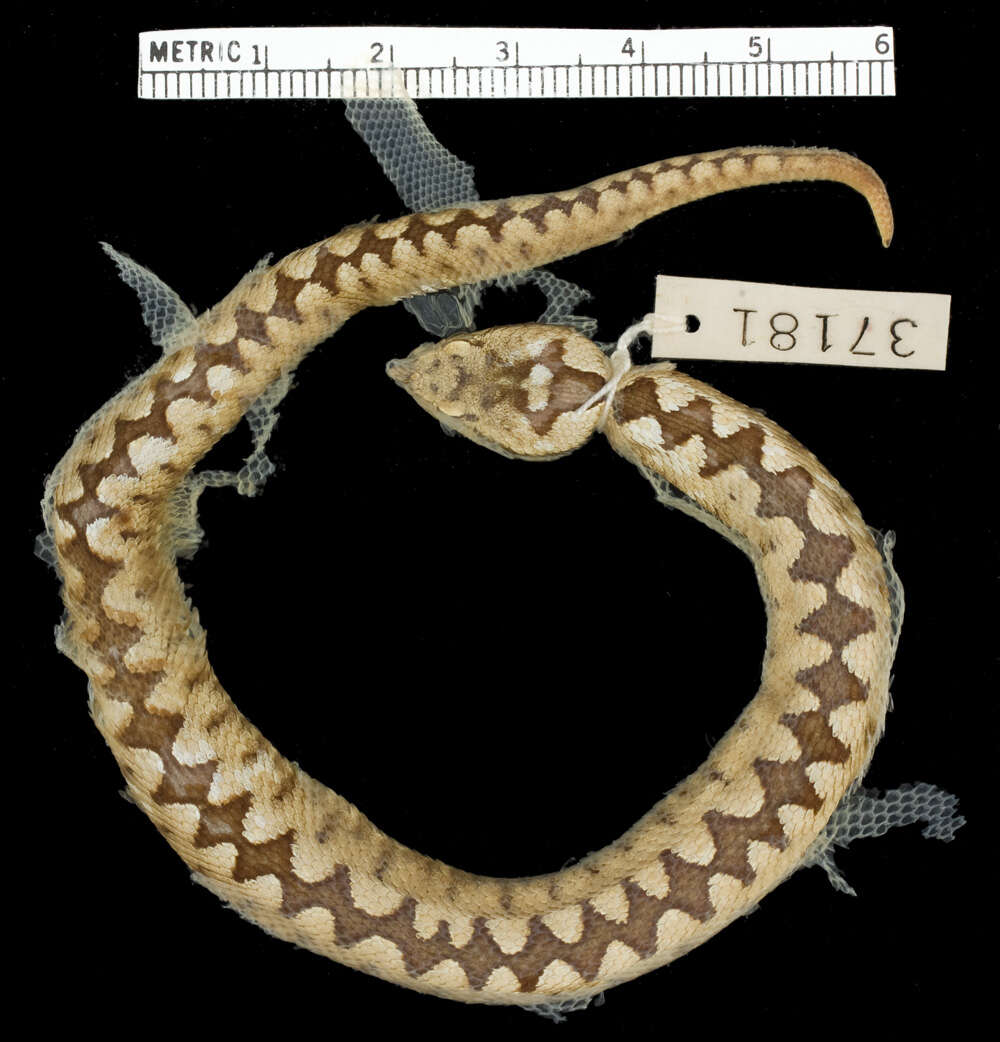 Image of Vipera ammodytes ammodytes (Linnaeus 1758)