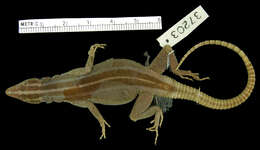 Image of Collared Flat Lizard