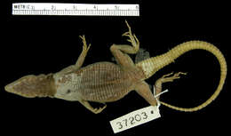 Image of Collared Flat Lizard