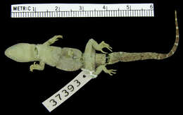 Image of Naked-toed Gecko