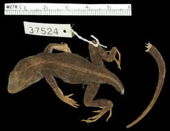 Image of Armour's Anole