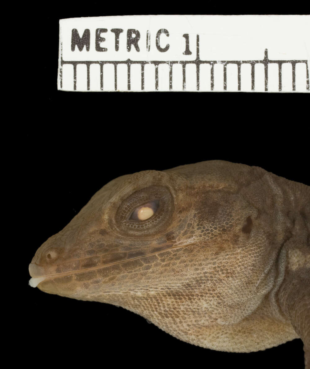 Image of Armour's Anole