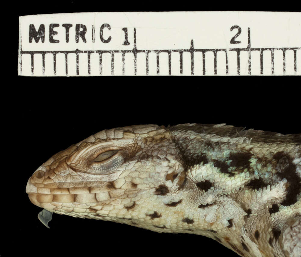 Image of Leiocephalus lunatus louisae Cochran 1934