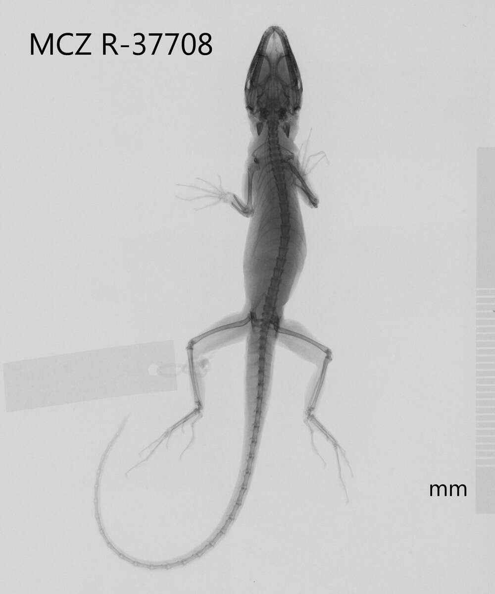 Image of Anolis ortonii Cope 1868