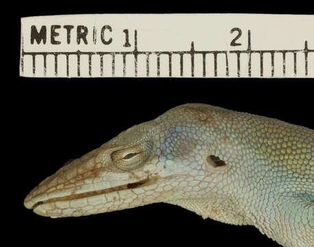 Image of Anolis smaragdinus Barbour & Shreve 1935