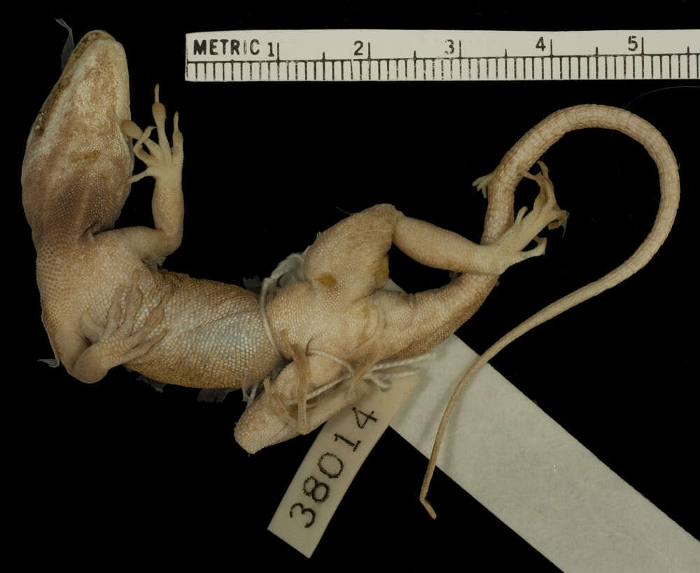 Image de Anolis scriptus sularum Barbour And Shreve 1935