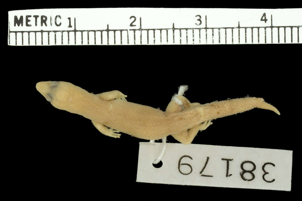 Image of Sphaerodactylus argivus bartschi Cochran 1934