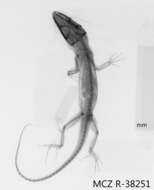 Imagem de Anolis darlingtoni (Cochran 1935)