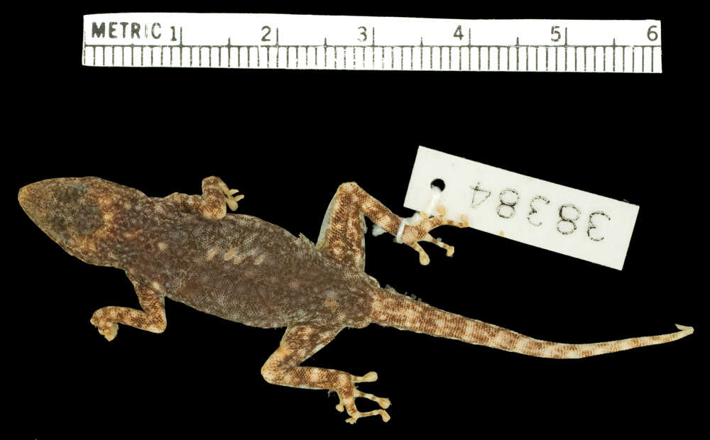 Image of Rhoptropus biporosus Fitzsimons 1957