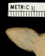 Rhoptropus biporosus Fitzsimons 1957 resmi