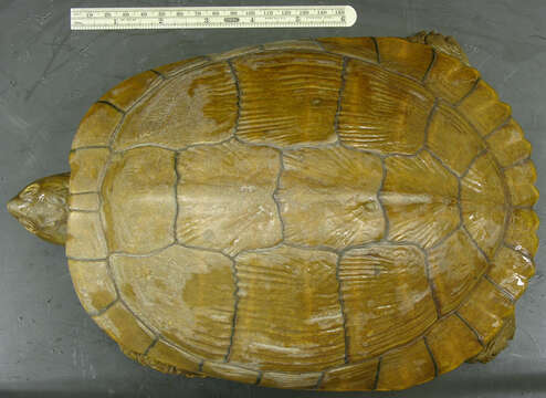 Image of <i>Trachemys terrapen felis</i>