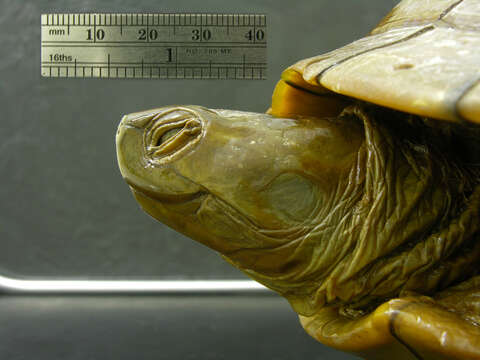 Image of <i>Trachemys terrapen felis</i>