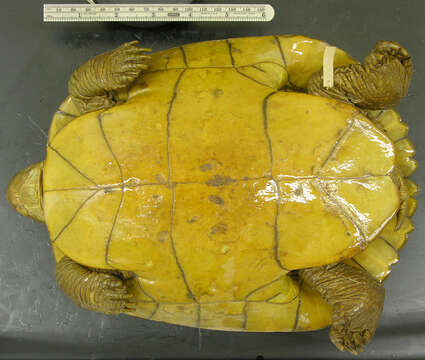 Image of <i>Trachemys terrapen felis</i>