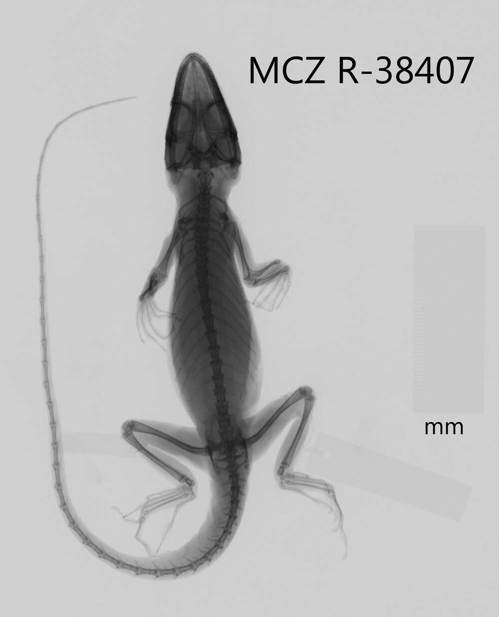 Image of Cuban Giant Anole