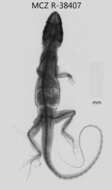 Image of Cuban Giant Anole