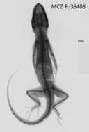 Image of Cuban Giant Anole