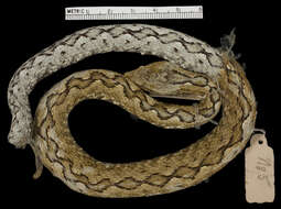 Sivun Vipera ammodytes meridionalis Boulenger 1903 kuva