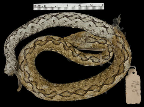 Image of Vipera ammodytes meridionalis Boulenger 1903