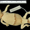 Image of G; Ostafrikanischer Fettschwanzgecko