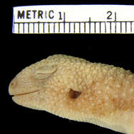 Image of G; Ostafrikanischer Fettschwanzgecko