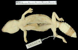 Image of G; Ostafrikanischer Fettschwanzgecko