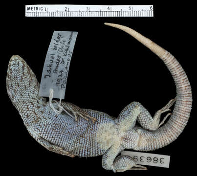 Image of Kuhlman's Tree Iguana