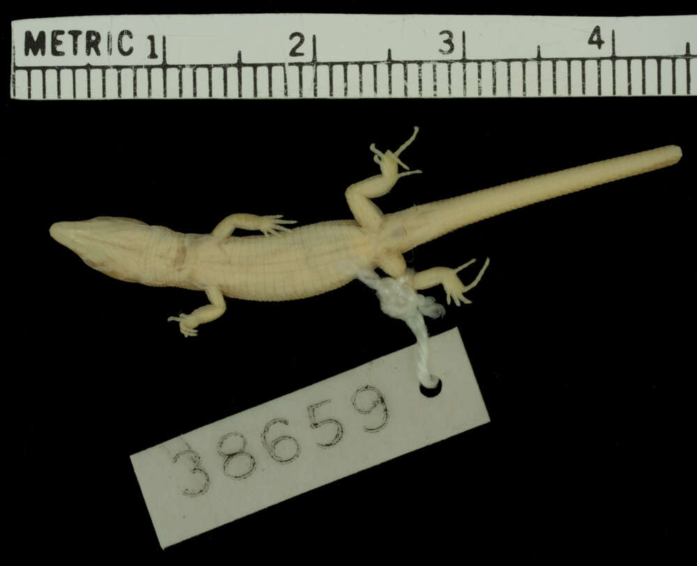 Image of Shreve's Lightbulb Lizard