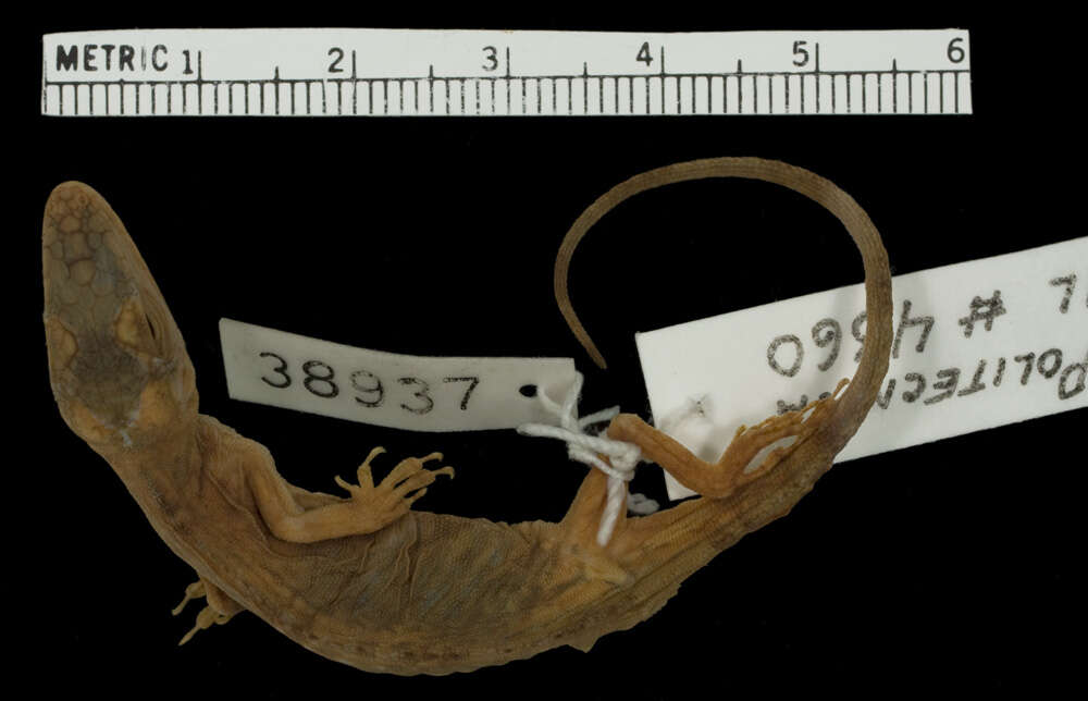 Image of Orces' Andes Anole