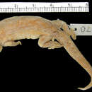 Lepidodactylus oortii (Kopstein 1926) resmi