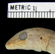 Image of Lepidodactylus oortii (Kopstein 1926)