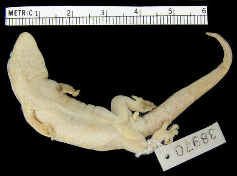 Lepidodactylus oortii (Kopstein 1926) resmi