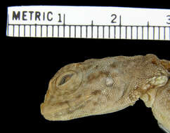 صورة Draco blanfordii Blanford 1878