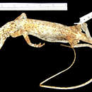 صورة Draco fimbriatus punctatus Boulenger 1900