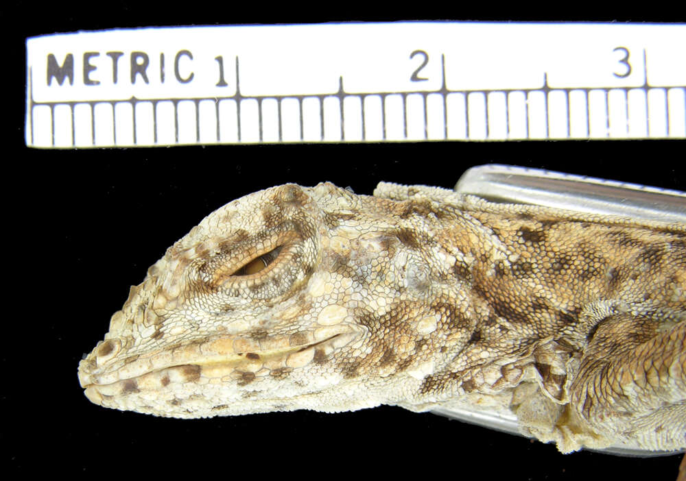 Plancia ëd Draco fimbriatus punctatus Boulenger 1900