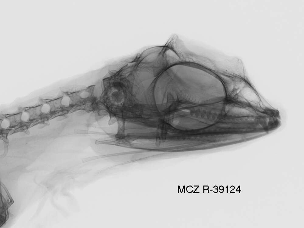 Plancia ëd Draco fimbriatus punctatus Boulenger 1900