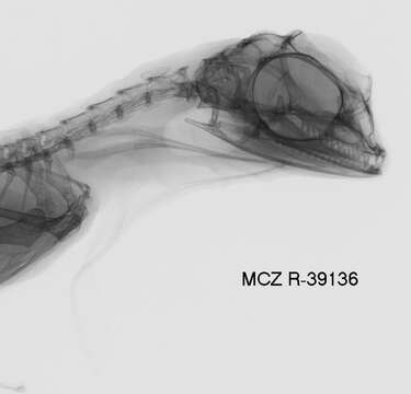 Imagem de Draco taeniopterus Günther 1861