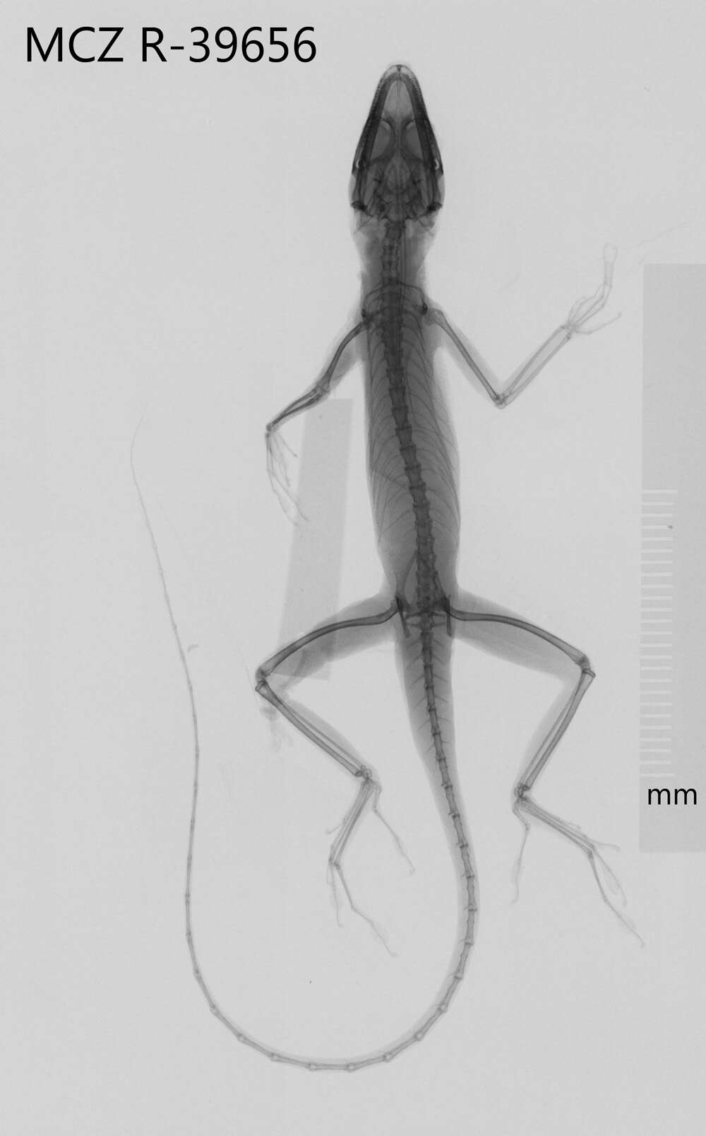 Image of Guantanamo  Anole