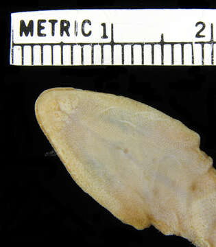 Image of <i>Hemidactylus brookii leightoni</i>