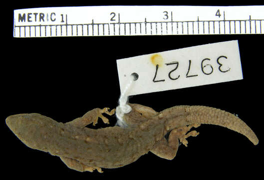 Image of Angola Dwarf  Gecko