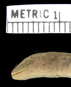 Image of Angola Dwarf  Gecko