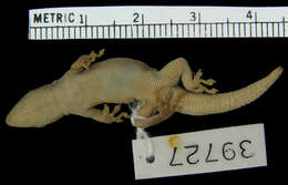 Image of Angola Dwarf  Gecko