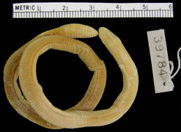 Image of Spirrelli's Worm Lizard