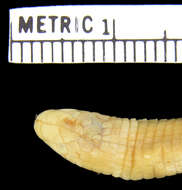 Image of Spirrelli's Worm Lizard