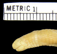 Image of Spirrelli's Worm Lizard